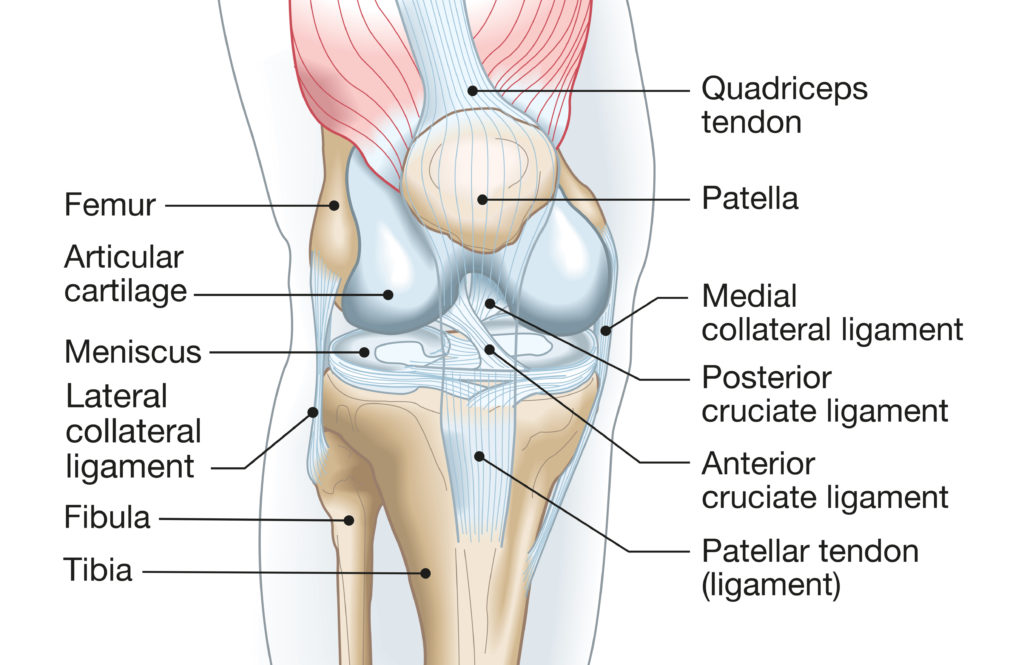 knee anatomy