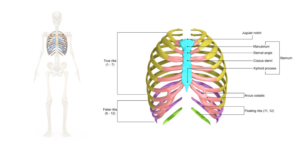 rib anatomy